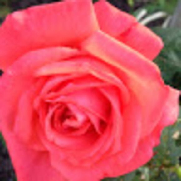 Meet your Posher, Arianna - Picture 1 of 1